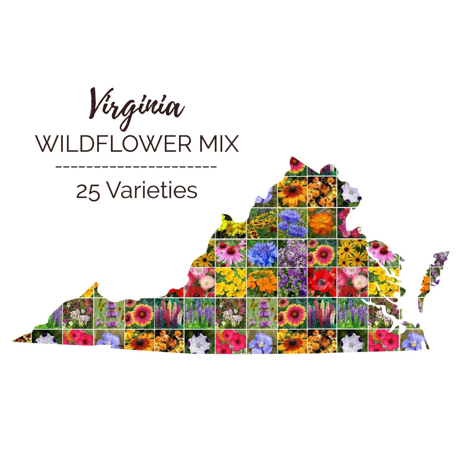 Wildflower VIRGINIA State Mix Perennials &Annuals 25 Species Non-GMO 1000 Seeds! gallery