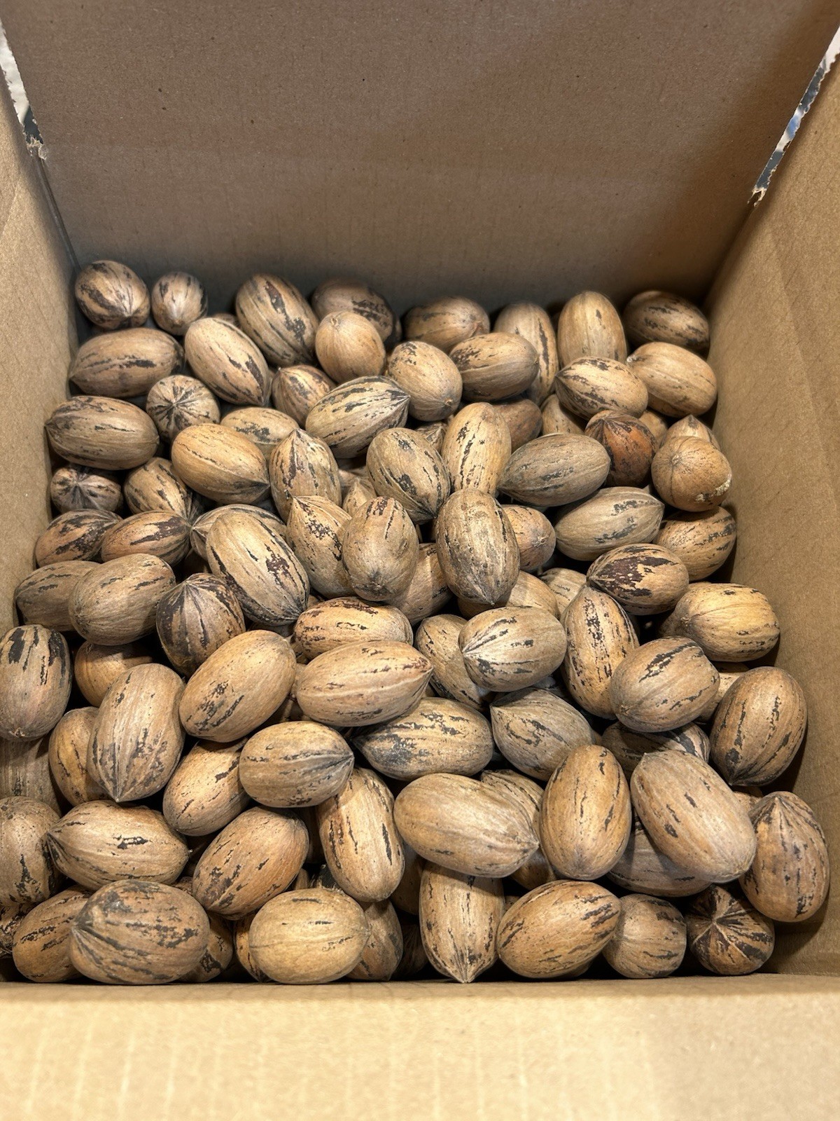 10 Lbs. 2025-2026 Squirrel Grade Pecans In The Shell, Not For Human Consumption gallery