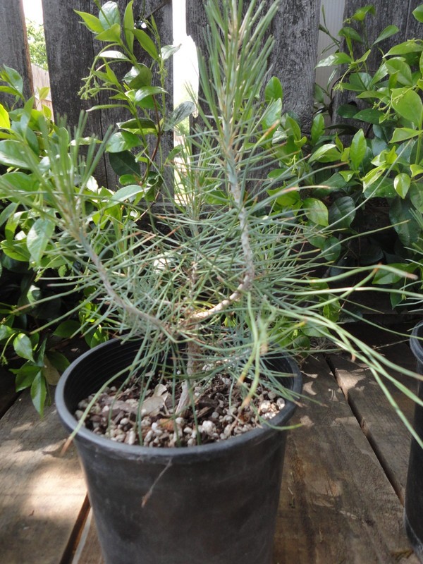 Digger Pine/Gray Pine/ Ghost Pine - Pre-Bonsai 4 year old Trees *Growers Choice* gallery
