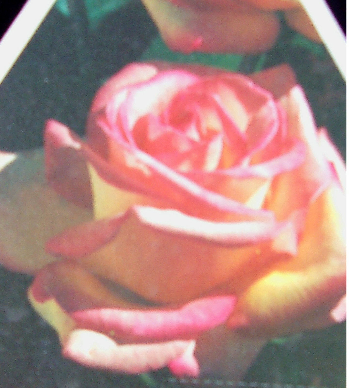GRACE KELLY Everblooming Grandiflora Rose 2 Gal Bush Plants Plant Roses gallery