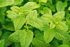 Set 2 Lemon Balm Live Starter Plants - 3-6" Tall - Fragrant Herb - Zones 4-9 gallery