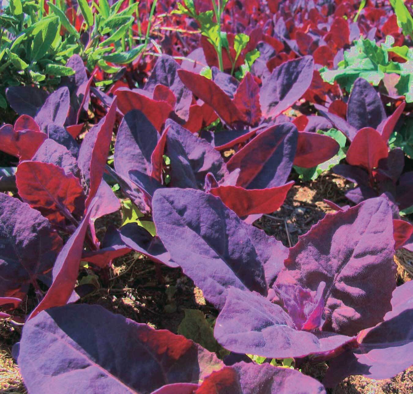 Orach Red Fire Seeds, French Spinach, Mountain Spinach, NON-GMO, FREE SHIPPING gallery