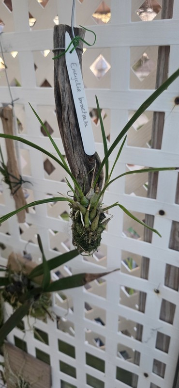 Encyclia bracteata bs established on driftwood gallery