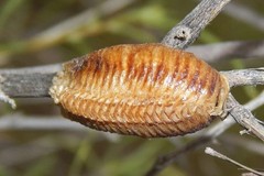 Praying Mantis Egg Case Collection, 1 each, Chinese, Carolina, and European