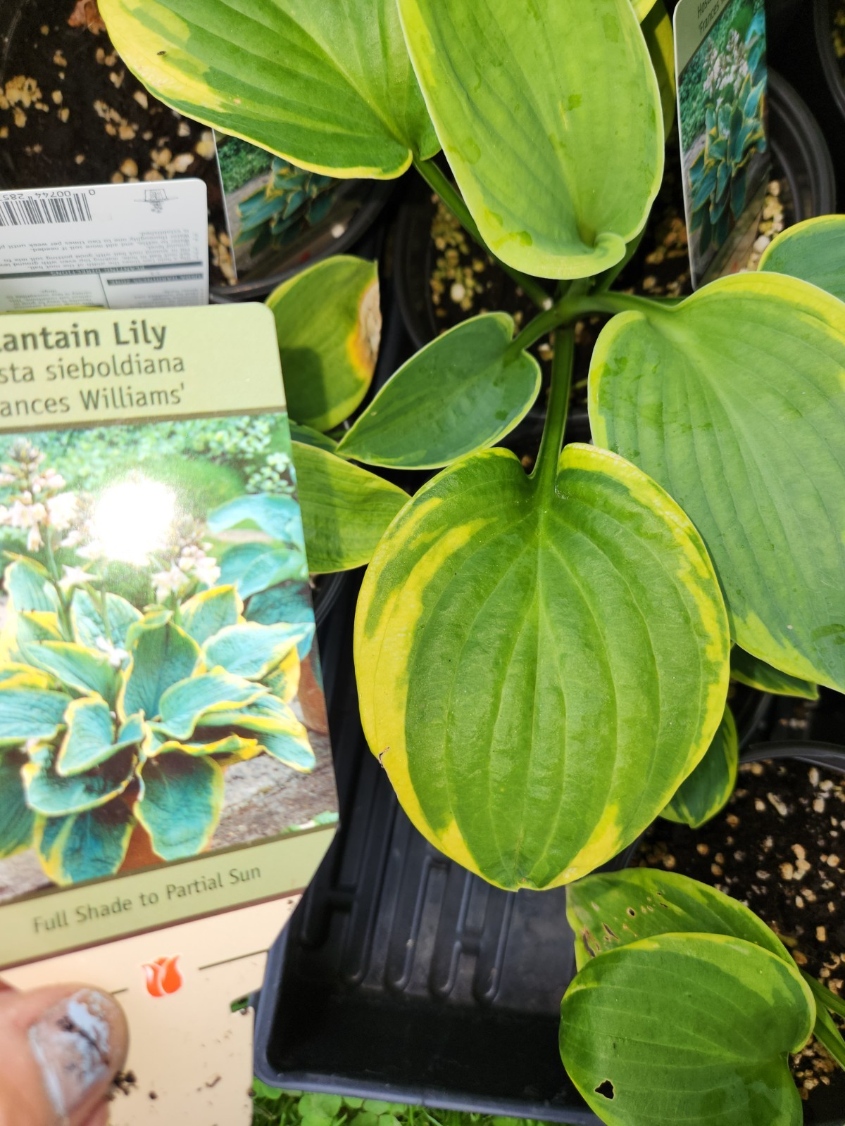 HOSTAS - Several Varieties, Healthy Live Plants, Bare Root, Large & Extra Large gallery
