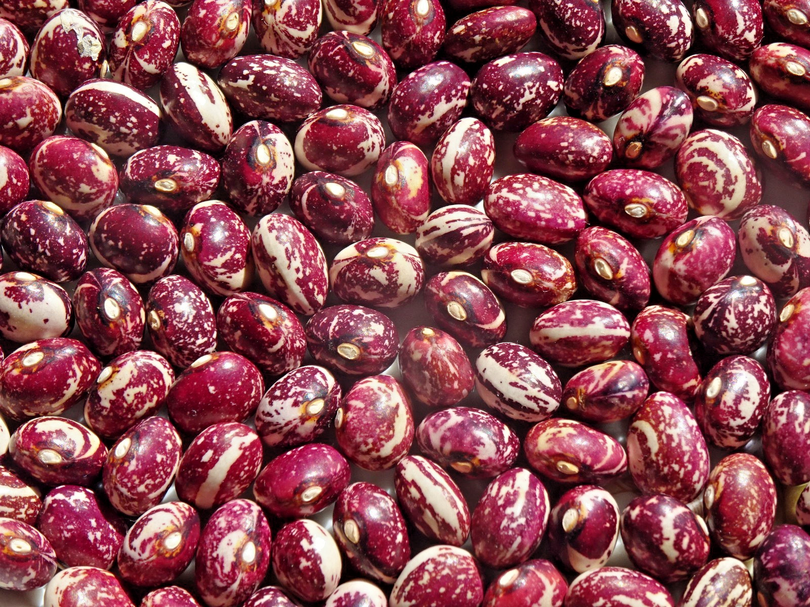 Pole Bean Good Mother Stallard 25Seeds heirloom Grown in 2025 organic Delicious gallery