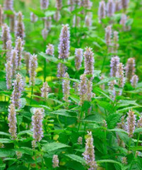 100 JAVA (aka Indian) PATCHOULI Seeds Pogostemon Cablin Aromatic HIPPY Herb