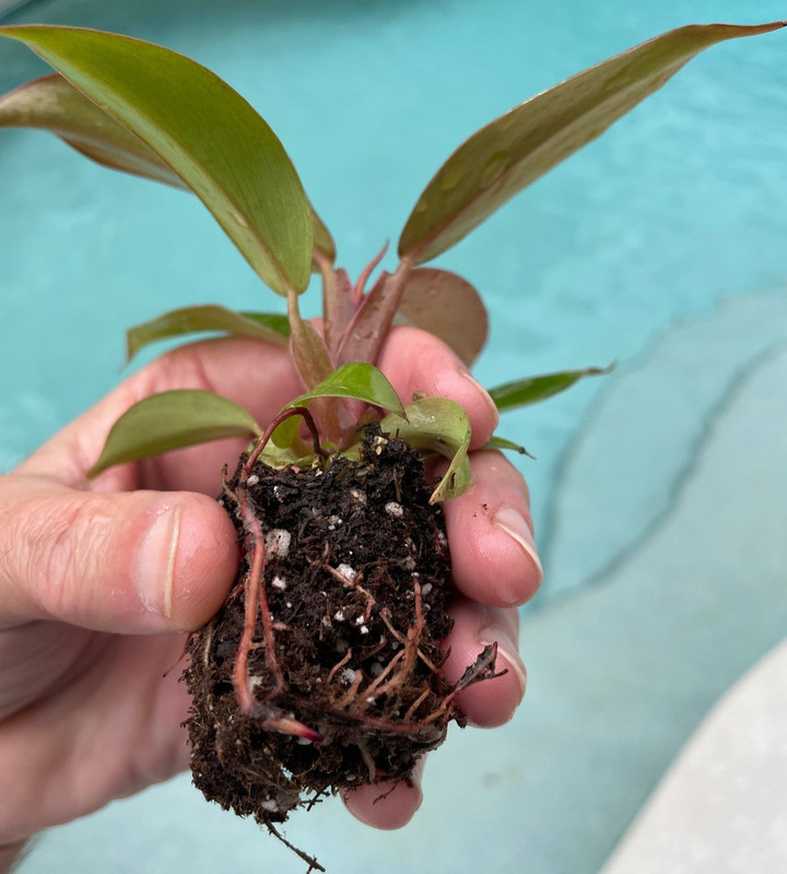 Philodendron Red Sun 3 Pack Starter Plants Live Rare Aroid Houseplant Gift gallery