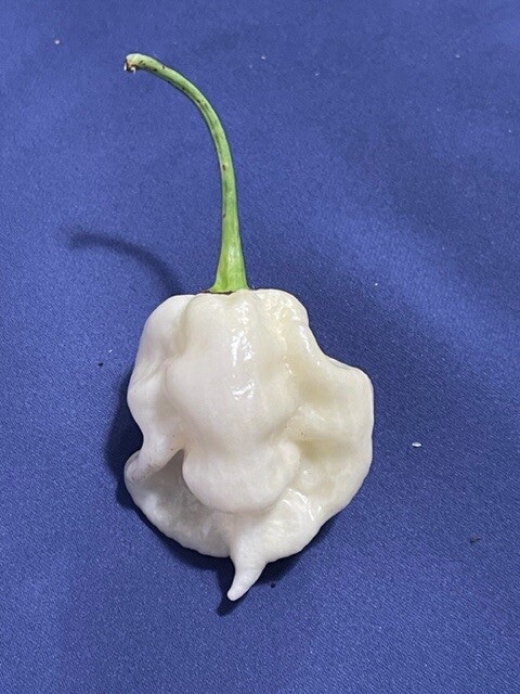 100+ Random SUPERHOT Pepper Seeds Individually Labeled Over 40 Different Kinds gallery
