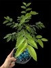 Moringa Oleifera Miracle Tree 8–12” Live Rhizome Cutting Organic Superfood Plant gallery