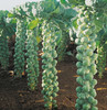 Long Island Improved Brussels Sprouts: 75 Seeds gallery