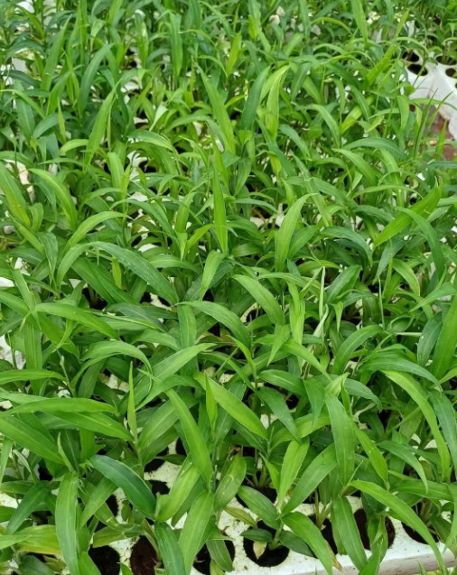 2 White Ginger Plants Zingiber Officinale Plants Fragrant Herb Seedling 4-6"Tall gallery