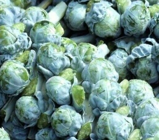 BRUSSEL SPROUTS SEEDS 300+ LONG ISLAND vegetable GARDEN culinary FREE SHIPPING gallery