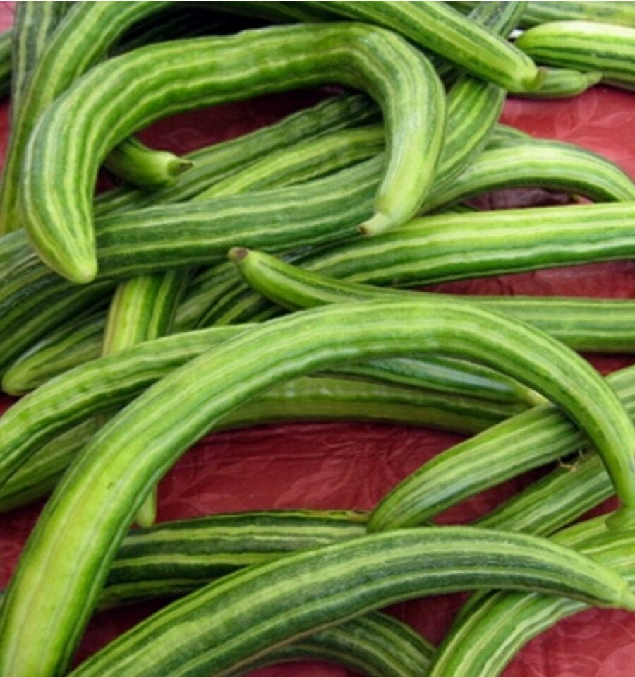 Dark Armenian Cucumber Seeds 50+ Long Snake Serpent Vegetable USA FREE SHIPPING gallery