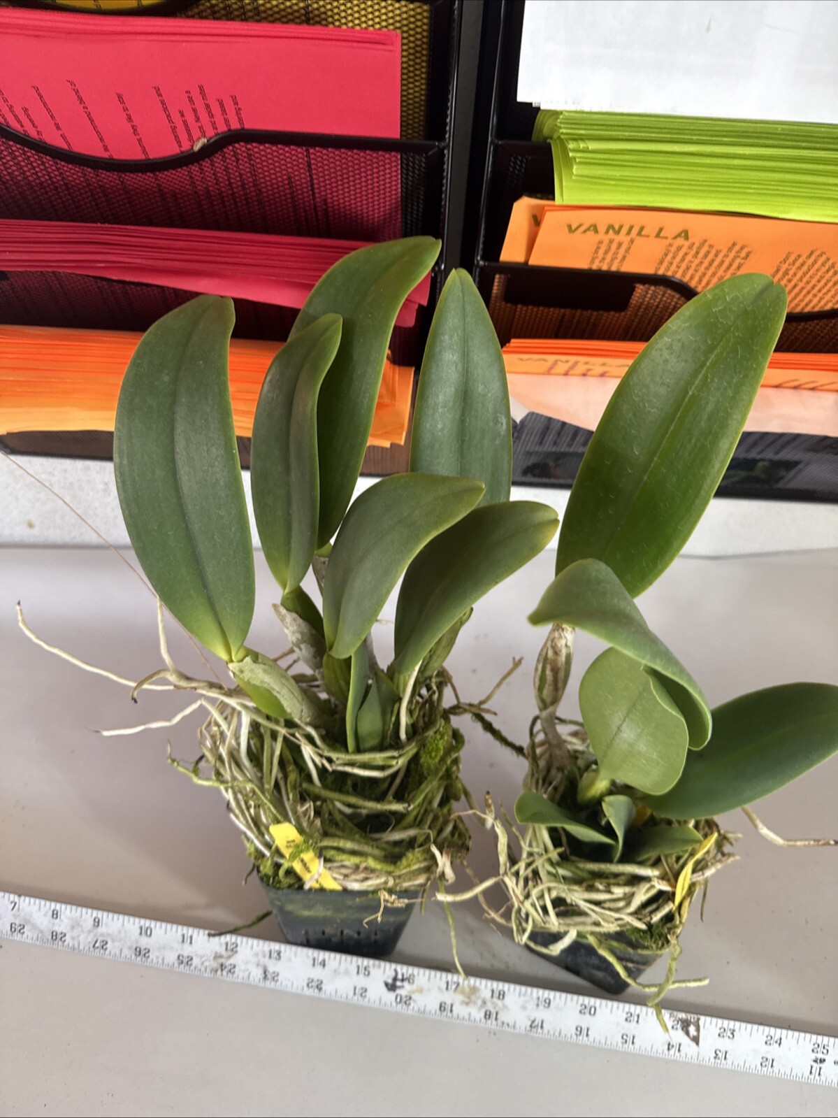 Cattleya White Reception “NN” Orchid Plant Blooming Size 4” FRAGRANT gallery