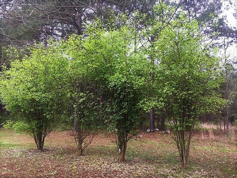 RARE HARDY LEMON HUGE BASEBALL SIZE LEMONS FRUIT TREES 6" LIVE PLANTS CITRUS gallery