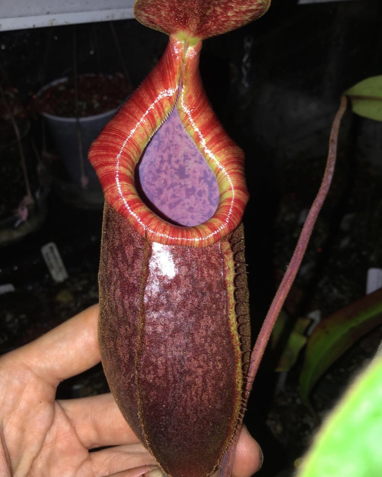 Nepenthes Rokko "Exotica" x (spectabilis x mira) Rooted Cutting, Pitcher Plant gallery
