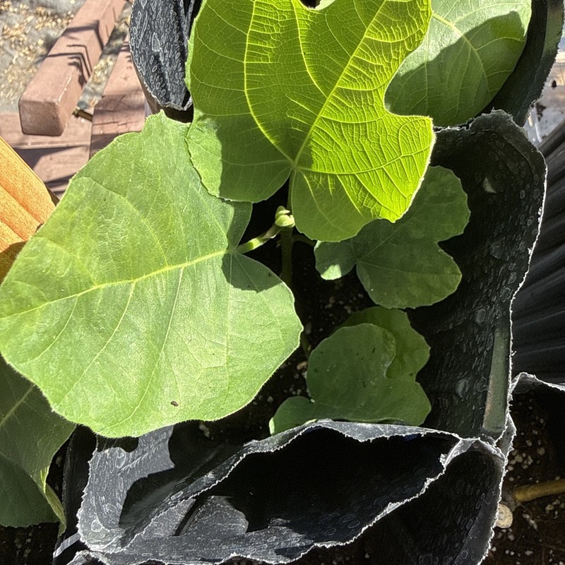One LSU Tiger Fig Tree YOUNG gallery