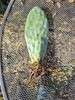 Rooted Prickly Pear Cactus Pad (8–12") – Live Opuntia Plant gallery