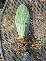 Rooted Prickly Pear Cactus Pad (8–12″) – Live Opuntia Plant