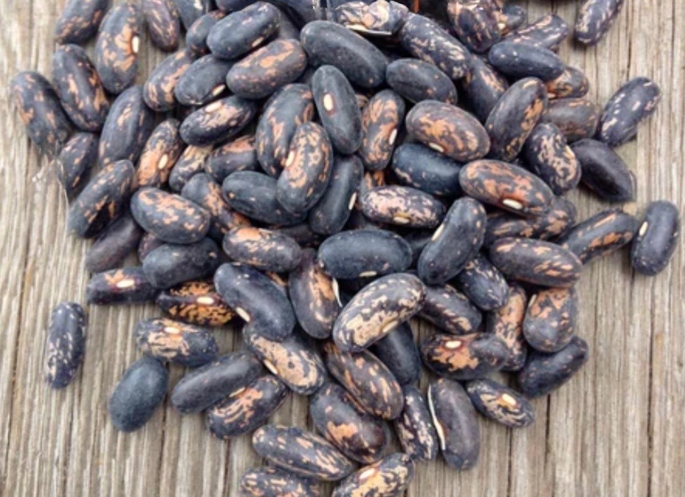 Tendergreen Improved Stringless Bush Bean - Fresh Seeds - NonGMO, USA Seller gallery
