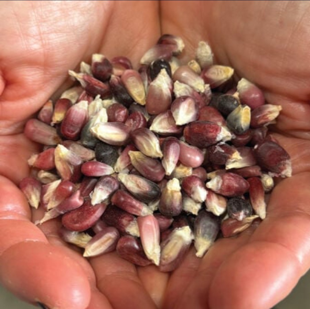 Altacomulco Conico Rojo Corn Seeds (1 lb) / MEXICAN HEIRLOOM / TORTILLAS / RARE gallery
