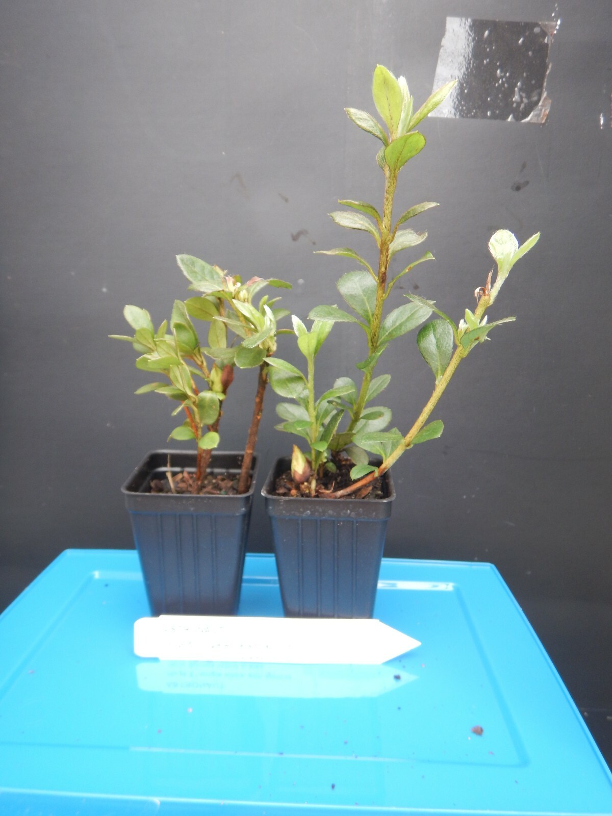 ~ASTRONAUT~~Azalea Rhododendron Deciduous Starter Plant~~BI-COLOR STRIPED BLOOMS gallery