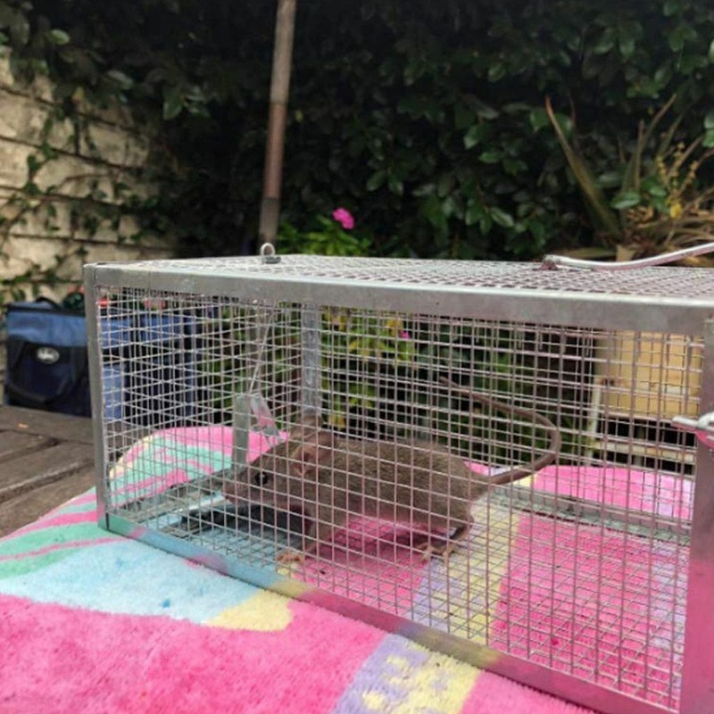 1-3x Live Humane Cage Trap For Squirrel Chipmunk Rat Mice Rodent Animal Catcher gallery