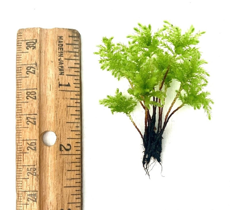 Climacium Tree Moss 15 pcs (Dendroides / Americanum) Live Moss for Terrarium gallery