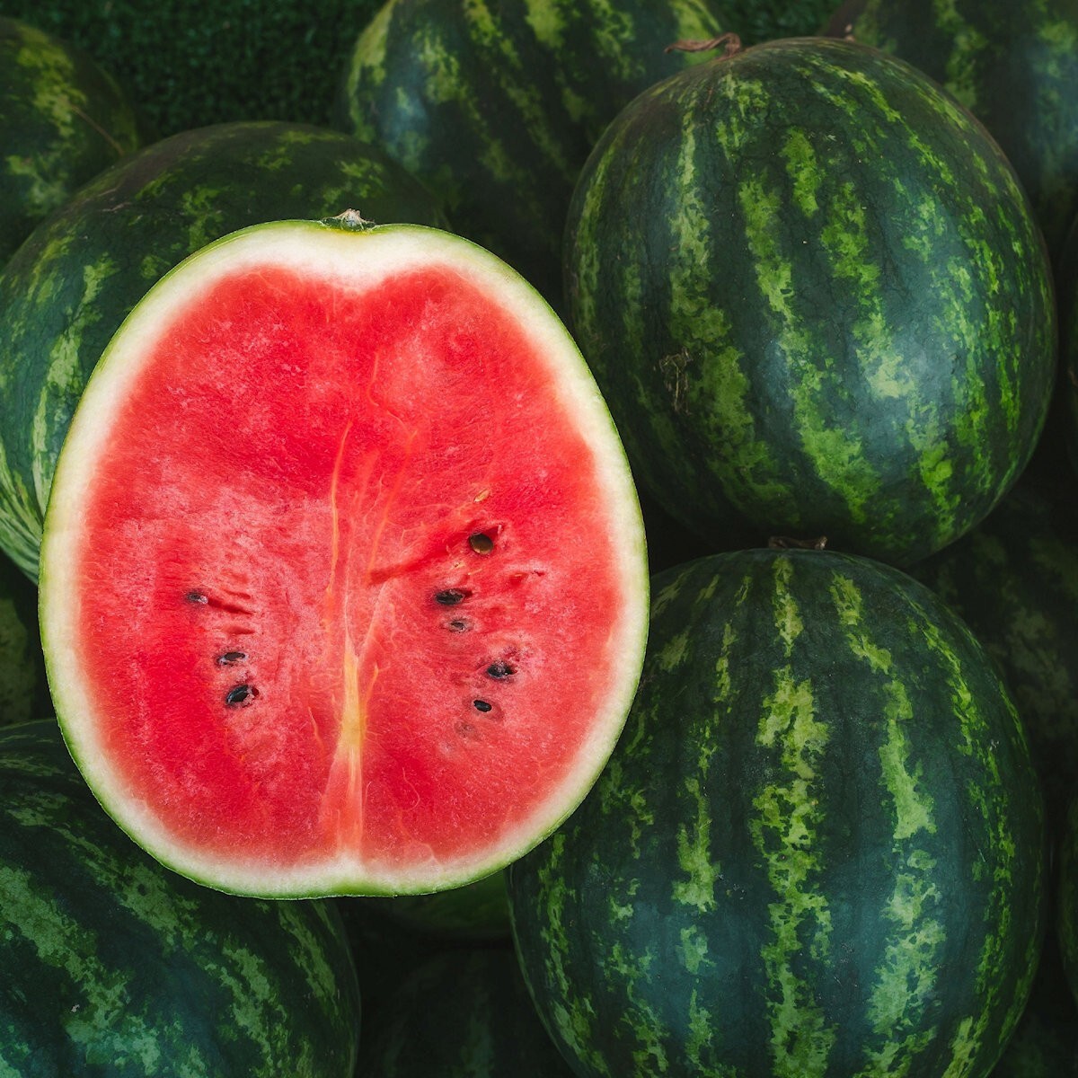 40 Florida Giant Watermelon Seeds - Everwilde Farms Mylar Seed Packet gallery
