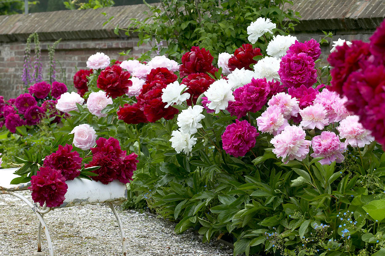 Mixed Peonies - 5 root divisions gallery