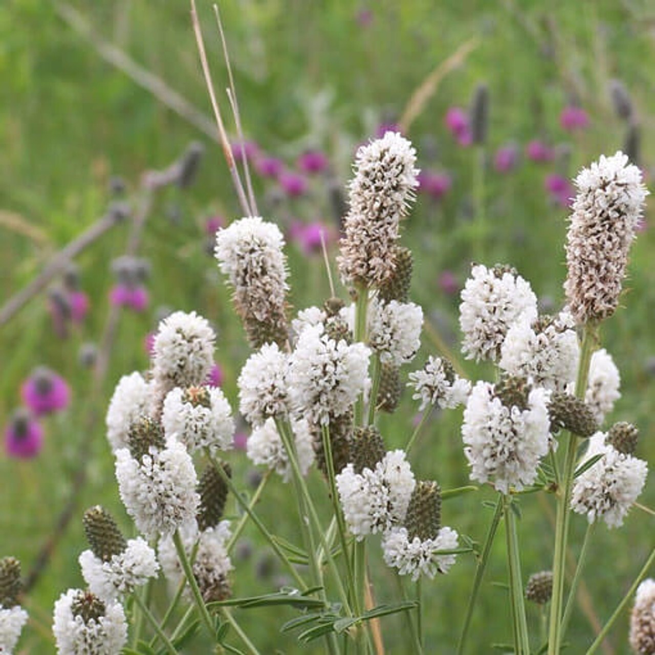 White Prairie Clover Seeds 250+ NATIVE WILDFLOWER USA FREE SHIPPING PERENNIAL gallery
