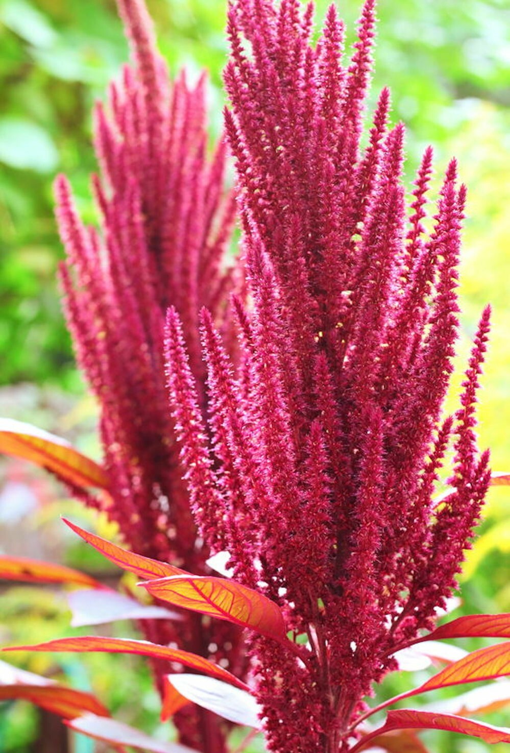 1000+Red Garnet Amaranth Seeds Red Spinach Kiwicha Microgreens Garden Seeds USA gallery