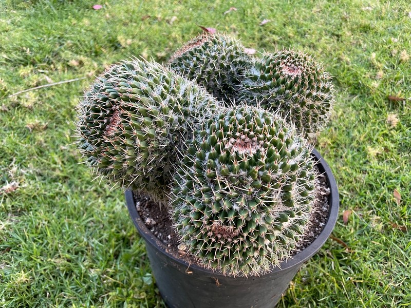 stunning, 4 huge double head cluster, Mammillaria Nejapensis #51A gallery