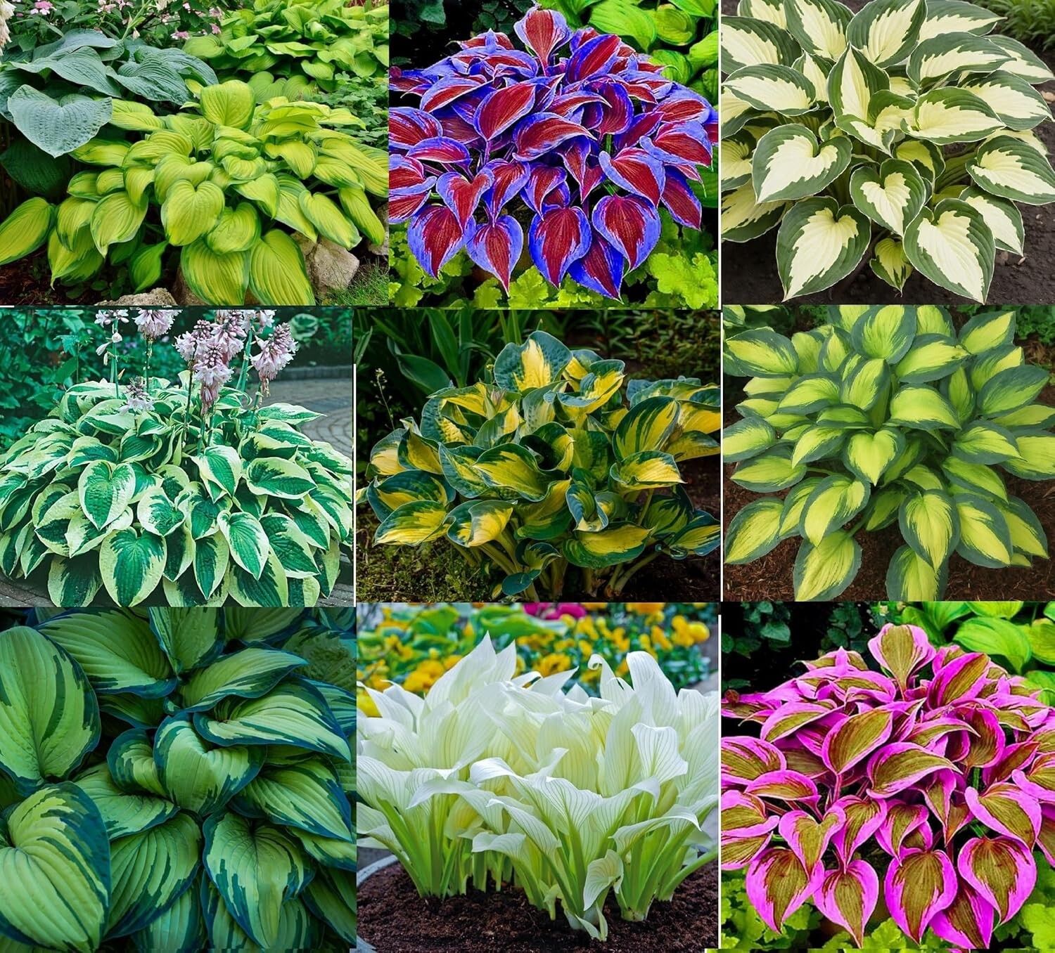 Mixed Hostas for Planting Mixed Color Roots Easy to Grow gallery