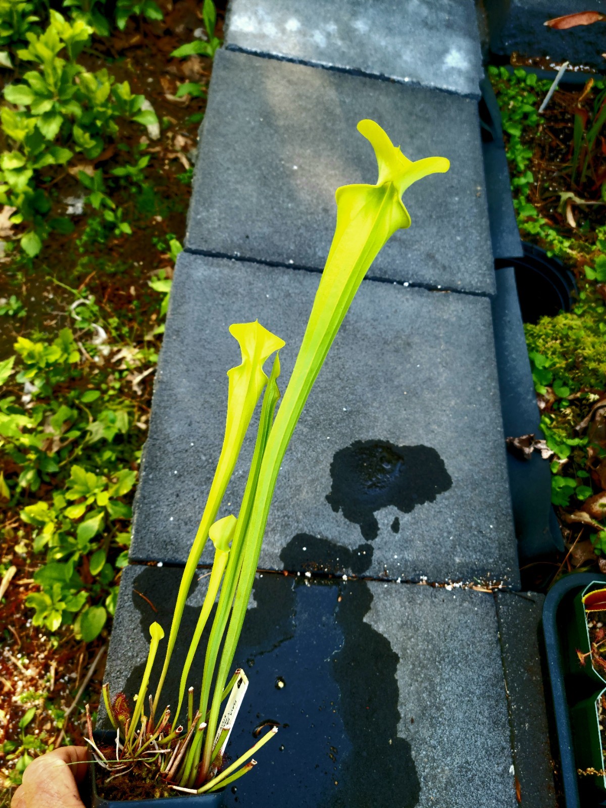 Sarracenia Flava Maxima Defuniak Springs X Flava Addison Bog VA gallery