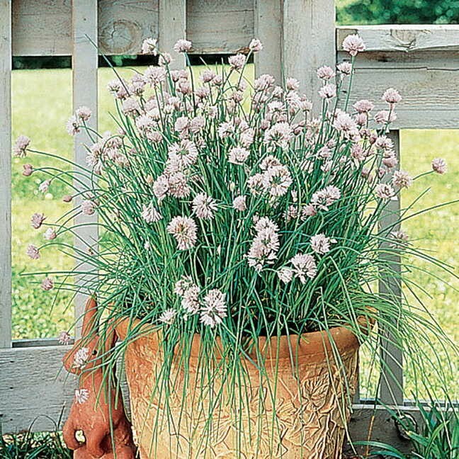 150 GARLIC CHIVE / CHIVES HERB SEEDS ~ heirloomseedguy ~ 2026 ~ NON-GMO gallery