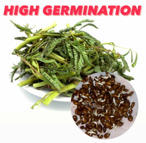60+ PCS WATER MIMOSA VEGETABLE SEEDS, HẠT RAU NHÚT |98% GERMINATION| gallery