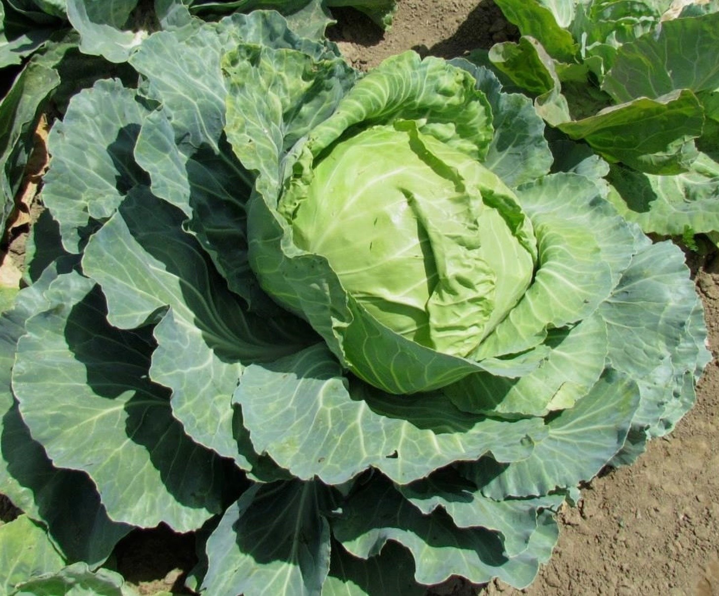 Fresh Cabbage Seeds, Golden Acre Heirloom Non-GMO, USA Seller, Free Shipping gallery