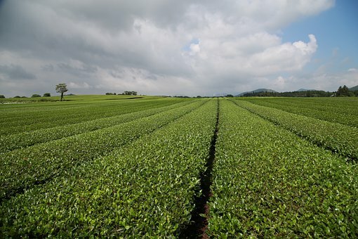 Sencha Green Loose Tea 1 lb gallery