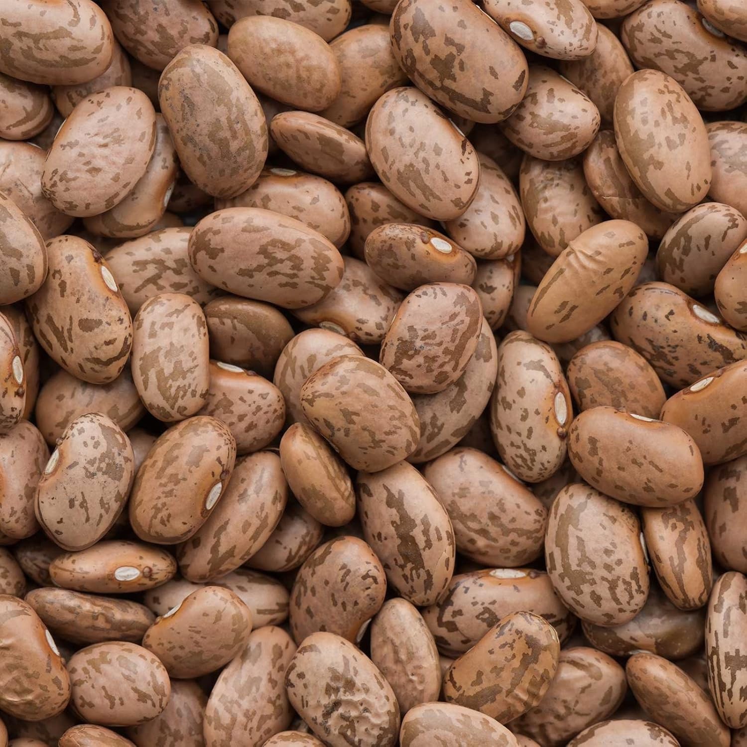 Pinto Beans Beans Seeds Treated. FREE SHIPPING! gallery