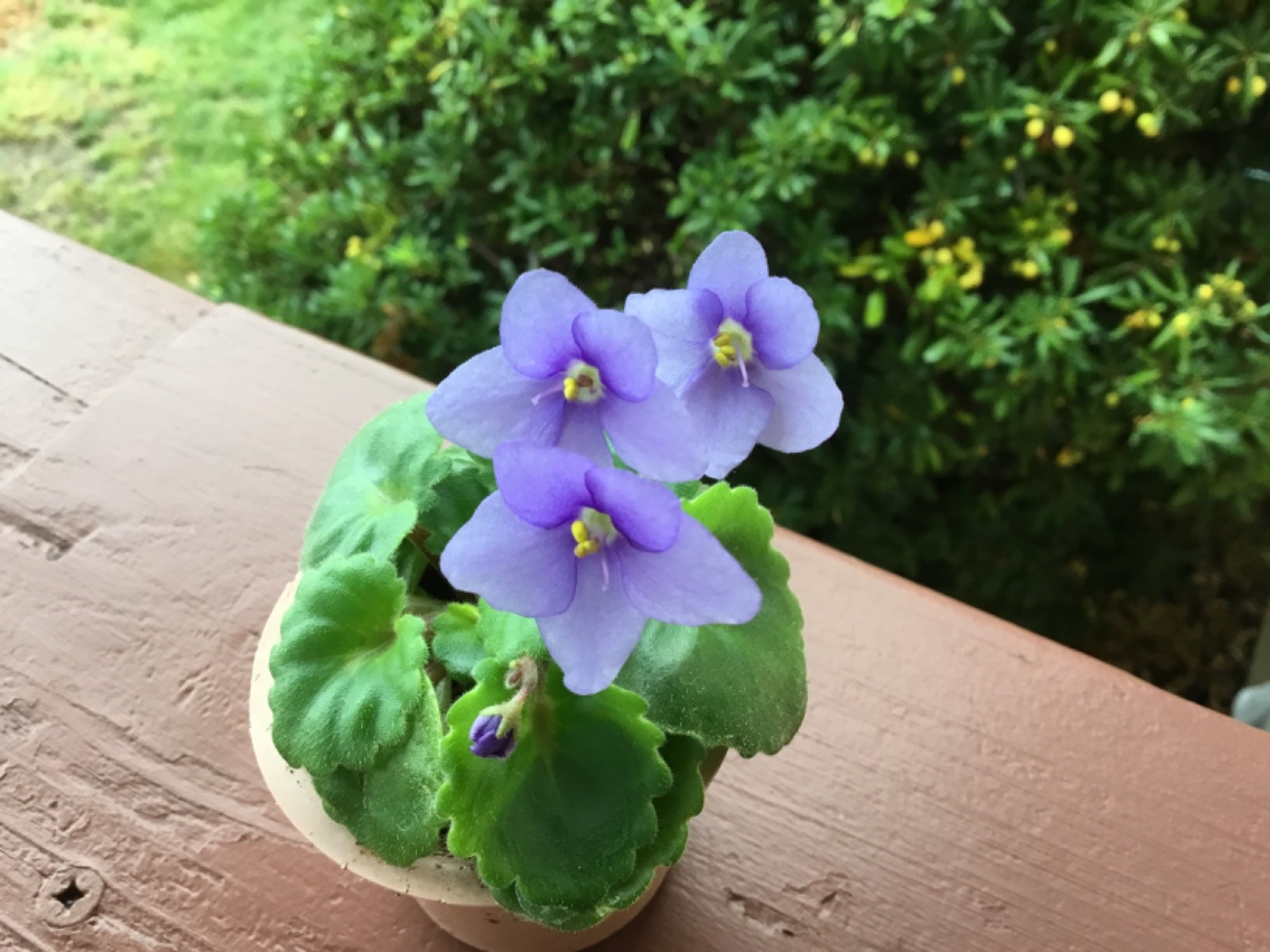 Miniature African Violet"Blue Sprite" gallery