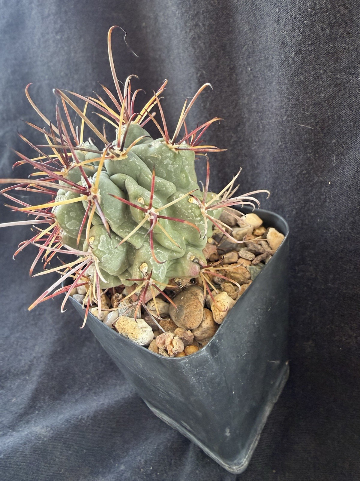 Glandulicactus uncinatus, Uncommon In The Trade gallery