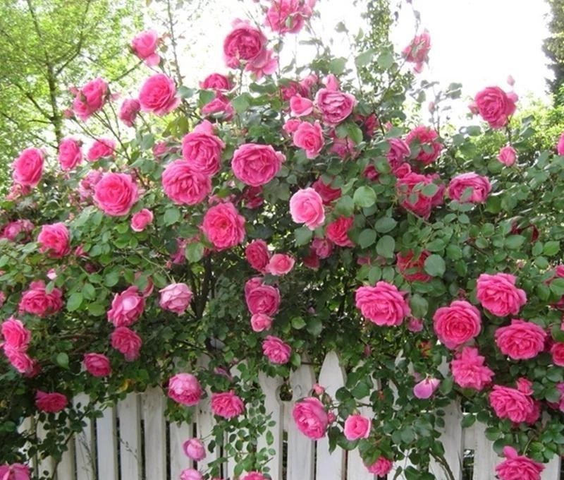 Parade Climbing Rose – Large Pink Blooms, Vigorous Hardy Climber, Live Potted gallery