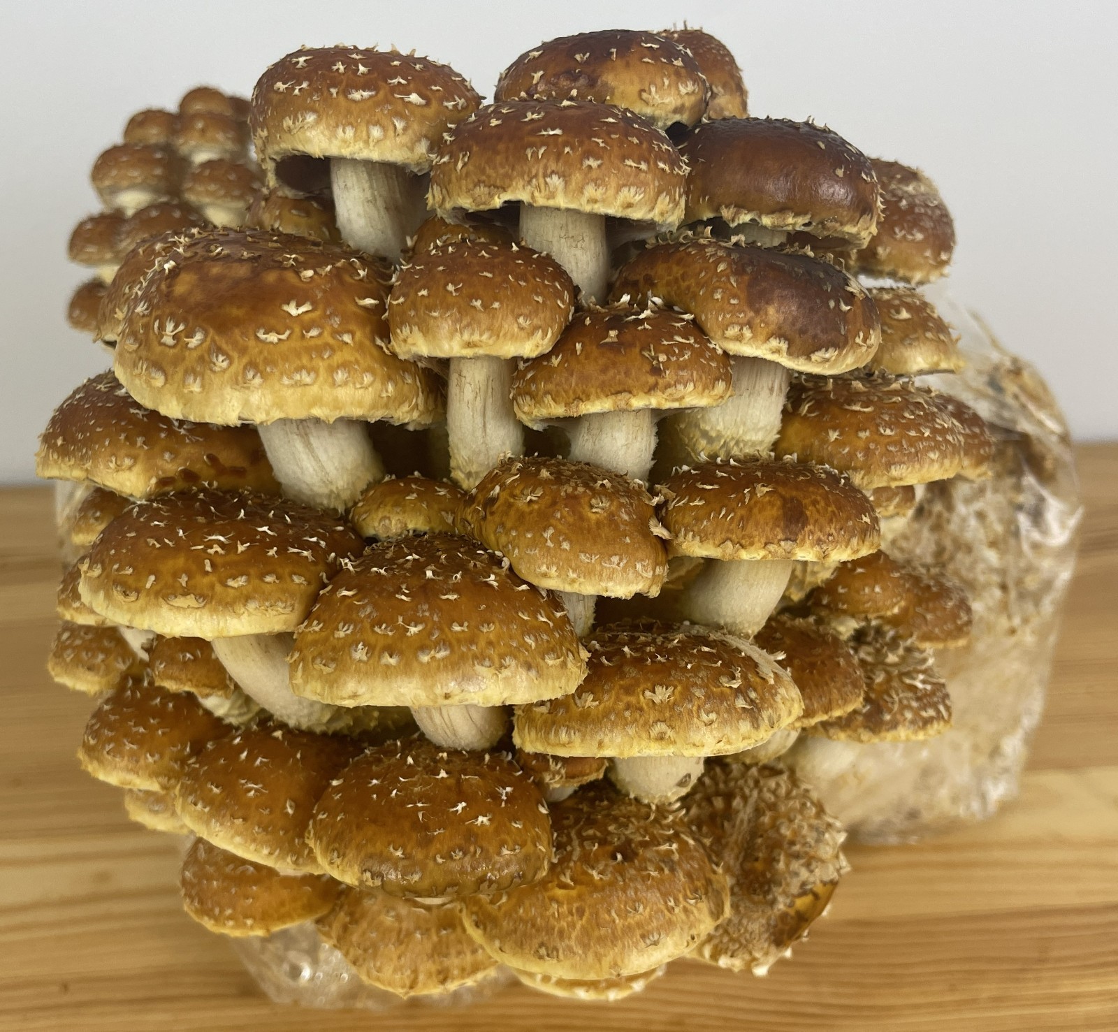 Chestnut Mushroom Grow Kit, 5 pound Master's Mix block, Ready to fruit! gallery