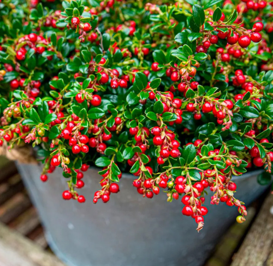 Lingonberry 'Red Candy' – Compact Edible Ground Cover – Fruiting Shrub
