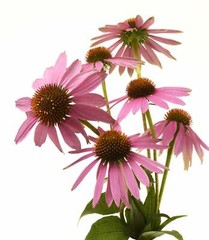 Organic Echinacea – Echinacea purpurea