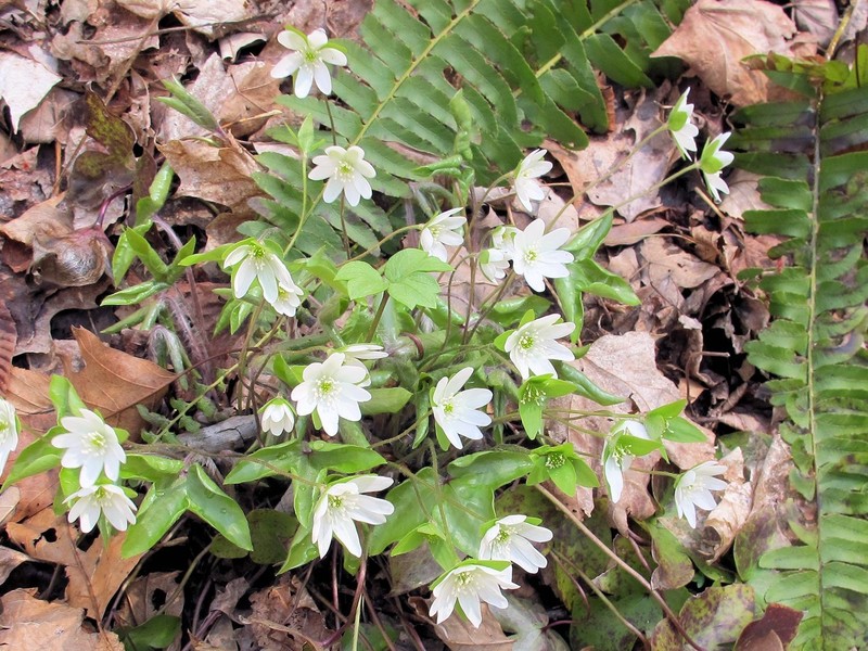 Hepatica (Anemone hepatica) | Bare-root gallery