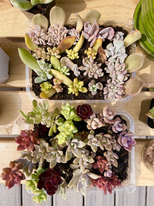 20 Succulent Leaves Starter Kit Assorted Varieties Easy Propagation for Beginner gallery