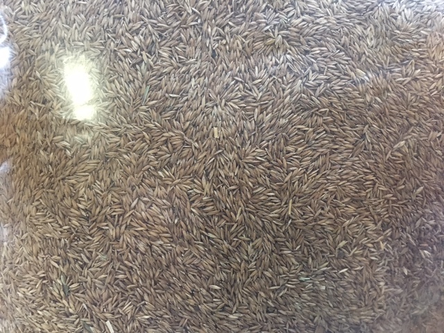 Kentucky Bluegrass Grass Seed - 9 lbs - Direct from Grower - Beautiful Lawn! gallery